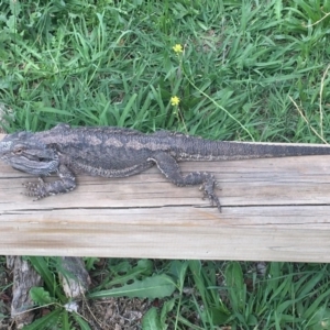 Pogona barbata at Hughes, ACT - 7 Mar 2020