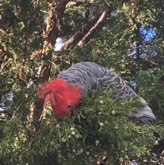 Callocephalon fimbriatum (Gang-gang Cockatoo) at Hughes, ACT - 7 Mar 2020 by KL