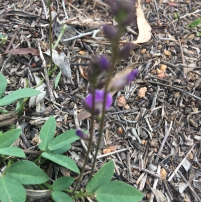 Glycine tabacina (Variable Glycine) at Red Hill to Yarralumla Creek - 7 Mar 2020 by KL