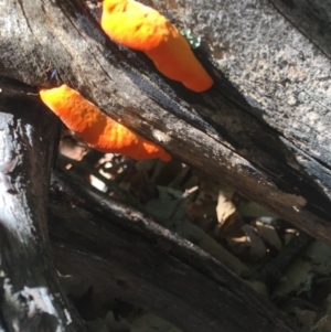 Trametes coccinea at Deakin, ACT - 7 Mar 2020