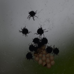 Cermatulus nasalis at Wallaga Lake, NSW - 4 Mar 2020 08:23 PM