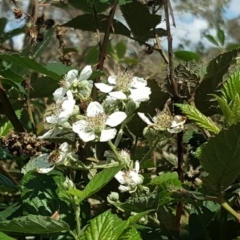 Rubus anglocandicans (Blackberry) at O'Malley, ACT - 7 Mar 2020 by Mike