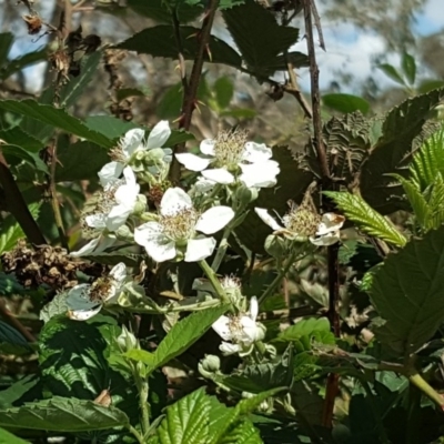 Rubus anglocandicans (Blackberry) at Mount Mugga Mugga - 7 Mar 2020 by Mike
