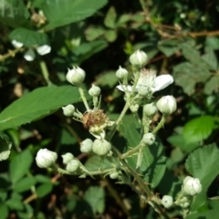 Rubus anglocandicans at O'Malley, ACT - 7 Mar 2020