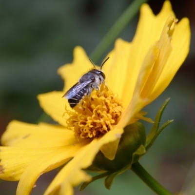 Pseudoanthidium (Immanthidium) repetitum (African carder bee) at Downer, ACT - 7 Mar 2020 by RobertD