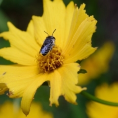 Pseudoanthidium (Immanthidium) repetitum at Downer, ACT - 7 Mar 2020