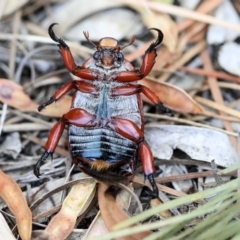 Anoplognathus montanus (Montane Christmas beetle) at Scullin, ACT - 8 Dec 2019 by AlisonMilton