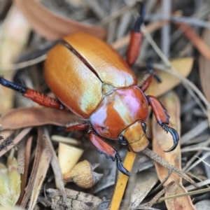 Anoplognathus montanus at Scullin, ACT - 9 Dec 2019