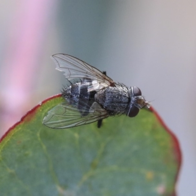 Tachinidae (family) (Unidentified Bristle fly) at Scullin, ACT - 9 Dec 2019 by AlisonMilton