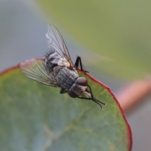 Tachinidae (family) at Scullin, ACT - 9 Dec 2019