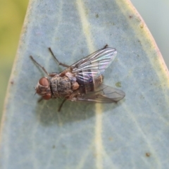 Palpostomatini (tribe) (Bristle fly) at Scullin, ACT - 9 Dec 2019 by AlisonMilton