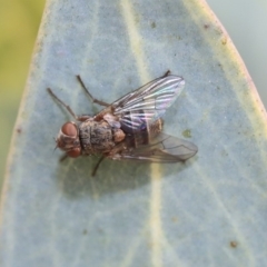 Palpostomatini (tribe) (Bristle fly) at Scullin, ACT - 8 Dec 2019 by AlisonMilton