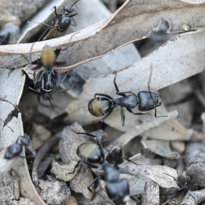 Camponotus aeneopilosus (A Golden-tailed sugar ant) at Scullin, ACT - 8 Dec 2019 by AlisonMilton