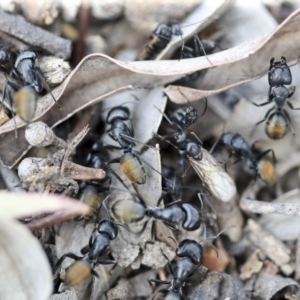 Camponotus aeneopilosus at Scullin, ACT - 8 Dec 2019