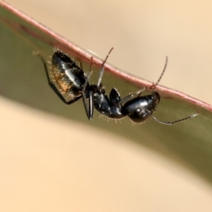 Camponotus aeneopilosus at Scullin, ACT - 8 Dec 2019