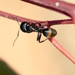 Camponotus aeneopilosus at Scullin, ACT - 8 Dec 2019