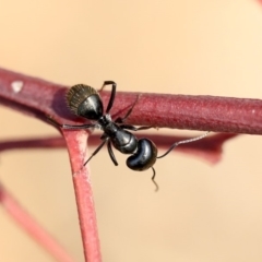 Camponotus aeneopilosus at Scullin, ACT - 8 Dec 2019