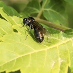 Formicidae (family) (Unidentified ant) at Scullin, ACT - 8 Dec 2019 by AlisonMilton