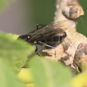 Formicidae (family) at Scullin, ACT - 8 Dec 2019