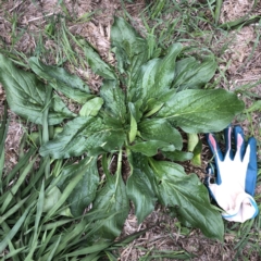 Echium plantagineum (Paterson's Curse) at Garran, ACT - 6 Mar 2020 by ruthkerruish