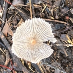 Parasola sp. (genus) (An Inkcap) at Hughes Garran Woodland - 5 Mar 2020 by ruthkerruish