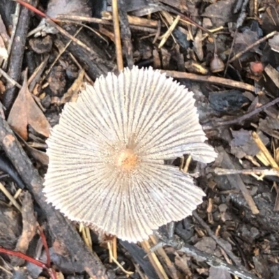 Parasola sp. (genus) (An Inkcap) at Garran, ACT - 5 Mar 2020 by ruthkerruish