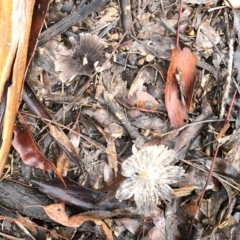 Parasola sp. (genus) at Garran, ACT - 6 Mar 2020