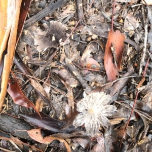 Parasola sp. (genus) at Garran, ACT - 6 Mar 2020