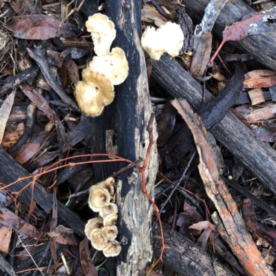 Lentinus arcularius (Fringed Polypore) at Red Hill to Yarralumla Creek - 5 Mar 2020 by ruthkerruish