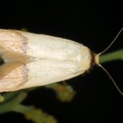 Tachystola stenoptera (A concealer moth) at Mount Ainslie - 17 Nov 2019 by jb2602