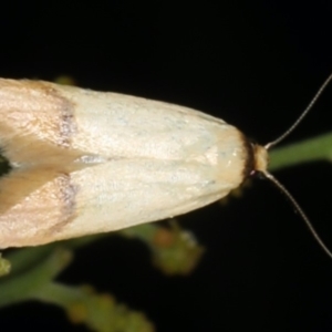 Tachystola stenoptera at Ainslie, ACT - 17 Nov 2019 09:28 PM