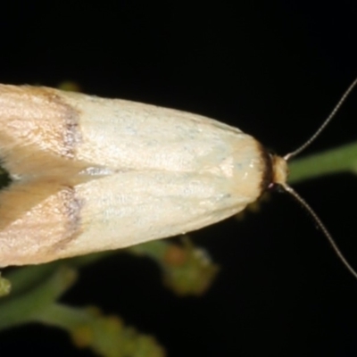 Tachystola stenoptera (Chezela Group) at Ainslie, ACT - 17 Nov 2019 by jb2602