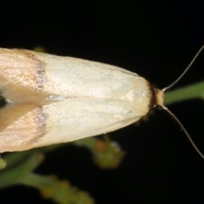 Tachystola stenoptera (A concealer moth) at Mount Ainslie - 17 Nov 2019 by jb2602