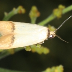 Tachystola stenoptera at Ainslie, ACT - 17 Nov 2019 09:28 PM