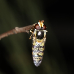 Simosyrphus grandicornis (Common hover fly) at Mount Ainslie - 17 Nov 2019 by jb2602