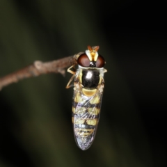 Simosyrphus grandicornis (Common hover fly) at Mount Ainslie - 17 Nov 2019 by jbromilow50