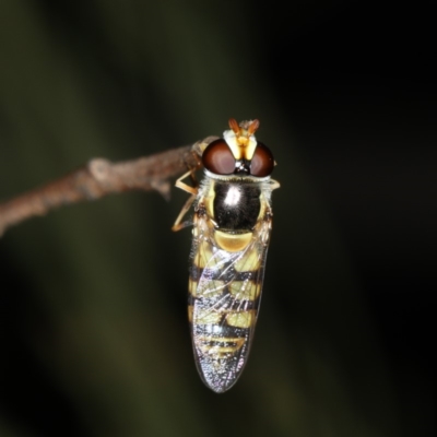 Simosyrphus grandicornis (Common hover fly) at Mount Ainslie - 17 Nov 2019 by jbromilow50