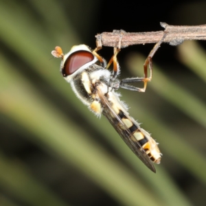 Simosyrphus grandicornis at Ainslie, ACT - 17 Nov 2019