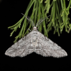 Phelotis cognata (Long-fringed Bark Moth) at Mount Ainslie - 17 Nov 2019 by jbromilow50