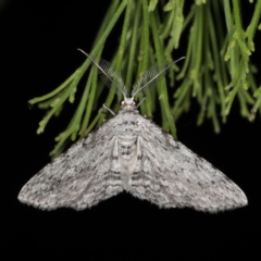 Phelotis cognata (Long-fringed Bark Moth) at Ainslie, ACT - 17 Nov 2019 by jbromilow50