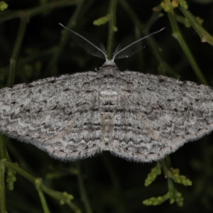 Phelotis cognata at Ainslie, ACT - 17 Nov 2019