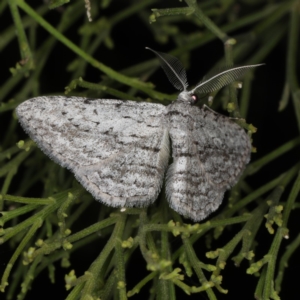 Phelotis cognata at Ainslie, ACT - 17 Nov 2019 08:50 PM