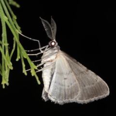 Phelotis cognata at Ainslie, ACT - 17 Nov 2019 08:50 PM