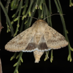 Helicoverpa punctigera (Native Budworm) at Mount Ainslie - 17 Nov 2019 by jb2602