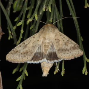 Helicoverpa punctigera at Ainslie, ACT - 17 Nov 2019 08:28 PM