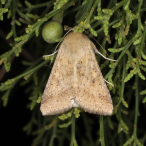 Helicoverpa punctigera at Ainslie, ACT - 17 Nov 2019 08:28 PM