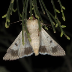 Helicoverpa punctigera at Ainslie, ACT - 17 Nov 2019 08:28 PM