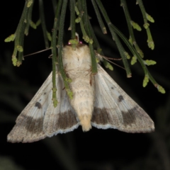 Helicoverpa punctigera at Ainslie, ACT - 17 Nov 2019
