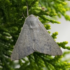 Arhodia lasiocamparia (Pink Arhodia (Oenochrominae)) at Googong, NSW - 7 Mar 2020 by WHall