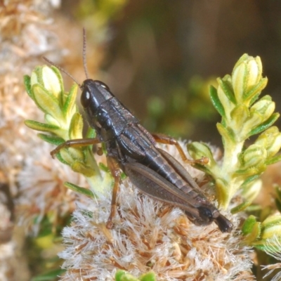 Kosciuscola tristis (Chameleon Grasshopper) at Kosciuszko National Park - 28 Feb 2020 by Harrisi